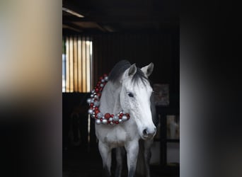 Caballo de Holstein, Yegua, 11 años, 165 cm, Tordo