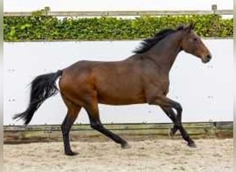 Caballo de Holstein, Yegua, 11 años, 167 cm, Castaño