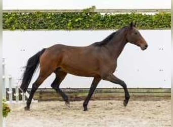 Caballo de Holstein, Yegua, 11 años, 167 cm, Castaño