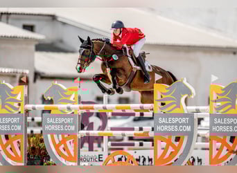 Caballo de Holstein, Yegua, 11 años, 168 cm, Castaño