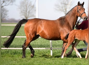 Caballo de Holstein, Yegua, 11 años, 168 cm, Castaño