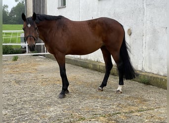 Caballo de Holstein, Yegua, 11 años, 169 cm, Castaño