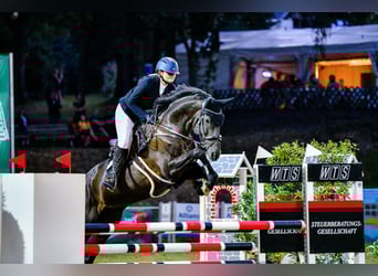 Caballo de Holstein, Yegua, 11 años, 170 cm, Negro