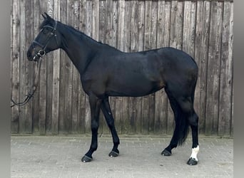 Caballo de Holstein, Yegua, 11 años, 170 cm, Negro