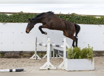 Caballo de Holstein, Yegua, 11 años, 171 cm, Castaño oscuro