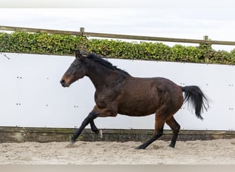 Caballo de Holstein, Yegua, 11 años, 171 cm, Castaño oscuro