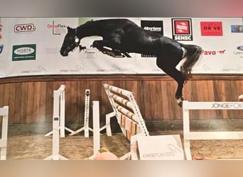 Caballo de Holstein, Yegua, 11 años, 172 cm, Tordo
