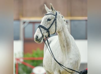 Caballo de Holstein, Yegua, 11 años, Tordo