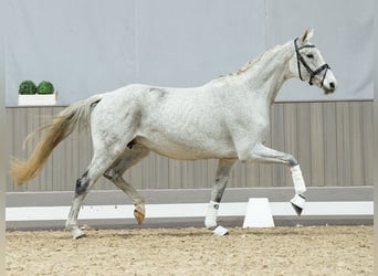 Caballo de Holstein, Yegua, 11 años, Tordo