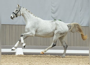 Caballo de Holstein, Yegua, 11 años, Tordo