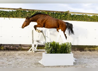 Caballo de Holstein, Yegua, 12 años, 160 cm, Castaño