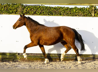 Caballo de Holstein, Yegua, 12 años, 160 cm, Castaño