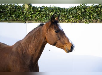 Caballo de Holstein, Yegua, 12 años, 160 cm, Castaño