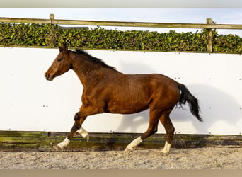 Caballo de Holstein, Yegua, 12 años, 160 cm, Castaño