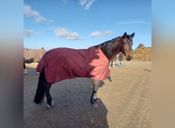 Caballo de Holstein, Yegua, 12 años, 165 cm, Castaño oscuro