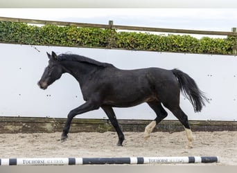 Caballo de Holstein, Yegua, 12 años, 165 cm, Castaño oscuro