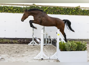 Caballo de Holstein, Yegua, 12 años, 166 cm, Castaño