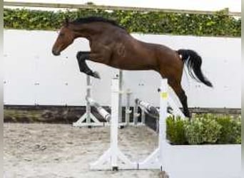 Caballo de Holstein, Yegua, 12 años, 166 cm, Castaño