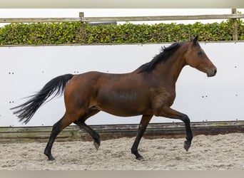 Caballo de Holstein, Yegua, 12 años, 166 cm, Castaño