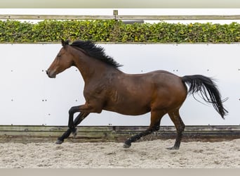 Caballo de Holstein, Yegua, 12 años, 166 cm, Castaño