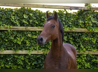 Caballo de Holstein, Yegua, 12 años, 166 cm, Castaño