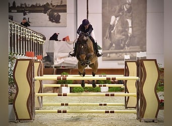 Caballo de Holstein, Yegua, 12 años, 167 cm, Castaño