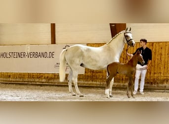 Caballo de Holstein, Yegua, 12 años, 167 cm, Tordo