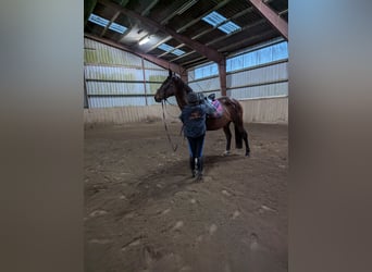 Caballo de Holstein, Yegua, 12 años, 168 cm, Castaño