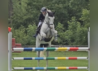 Caballo de Holstein, Yegua, 12 años, 169 cm, Tordo picazo