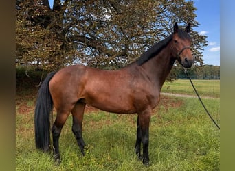 Caballo de Holstein, Yegua, 12 años, 172 cm, Castaño