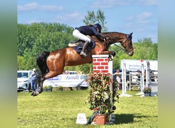 Caballo de Holstein, Yegua, 12 años, 172 cm, Castaño