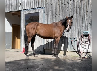 Caballo de Holstein, Yegua, 12 años, 173 cm, Castaño