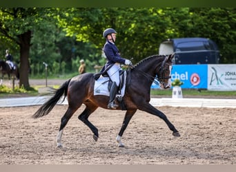 Caballo de Holstein, Yegua, 13 años, 163 cm, Castaño oscuro