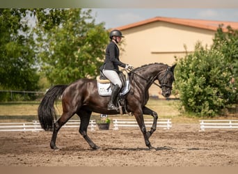 Caballo de Holstein, Yegua, 13 años, 163 cm, Morcillo