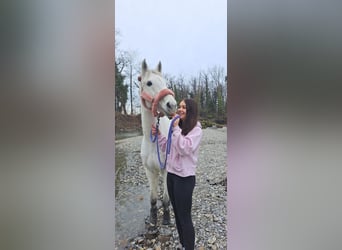 Caballo de Holstein, Yegua, 13 años, 163 cm, Tordo