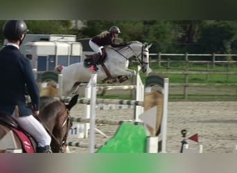 Caballo de Holstein, Yegua, 13 años, 164 cm, Tordo