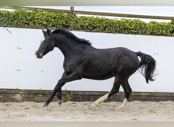 Caballo de Holstein, Yegua, 13 años, 165 cm