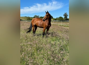 Caballo de Holstein, Yegua, 13 años, 166 cm, Castaño