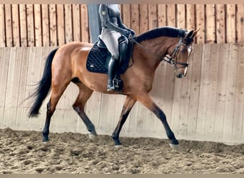 Caballo de Holstein, Yegua, 13 años, 166 cm, Castaño