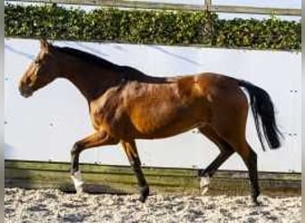 Caballo de Holstein, Yegua, 13 años, 167 cm, Castaño