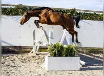 Caballo de Holstein, Yegua, 13 años, 167 cm, Castaño