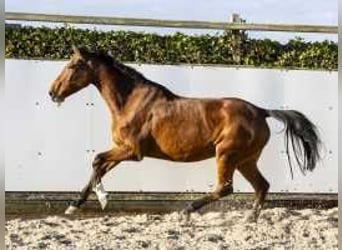 Caballo de Holstein, Yegua, 13 años, 167 cm, Castaño