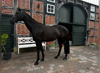 Caballo de Holstein, Yegua, 13 años, 168 cm