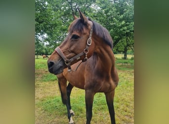 Caballo de Holstein, Yegua, 13 años, 168 cm, Castaño