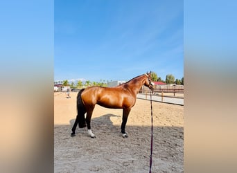 Caballo de Holstein, Yegua, 13 años, 168 cm, Castaño rojizo