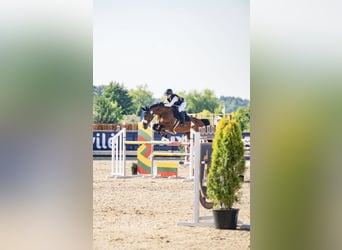 Caballo de Holstein, Yegua, 13 años, 168 cm, Castaño rojizo