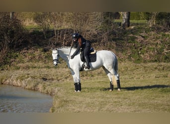 Caballo de Holstein, Yegua, 13 años, 168 cm, Tordo