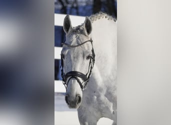 Caballo de Holstein, Yegua, 13 años, 168 cm, Tordo