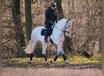 Caballo de Holstein, Yegua, 13 años, 168 cm, Tordo