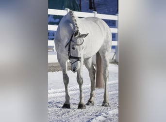 Caballo de Holstein, Yegua, 13 años, 168 cm, Tordo